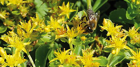 BAUDER Dachy zielone