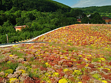 BAUDER Dachy zielone